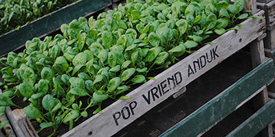 NXT STRATEGY lands another Dutch foreign direct investment in Turkey: POP VRIEND SEEDS
